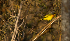 Telophorus sulfureopectus