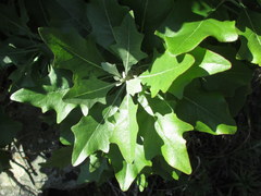 Munzothamnus blairii