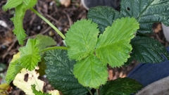 Rubus