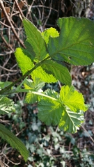 Rubus