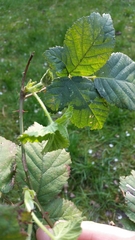 Rubus