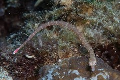 Corythoichthys haematopterus