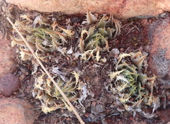 Haworthia outeniquensis