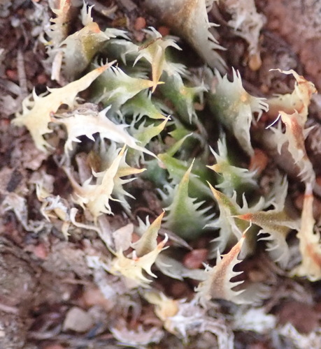 Haworthia outeniquensis