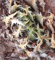 Haworthia outeniquensis