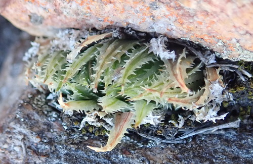 Haworthia outeniquensis