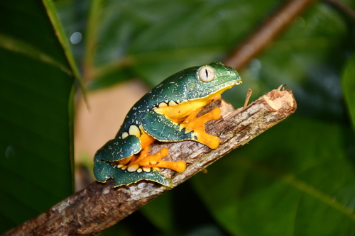 Fringe Treefrog, Cruziohyla craspedopus