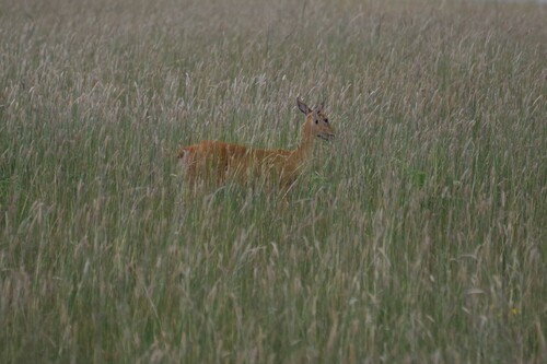 Oribi