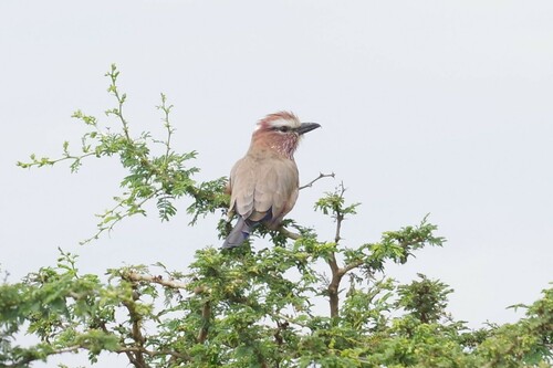Purple Roller