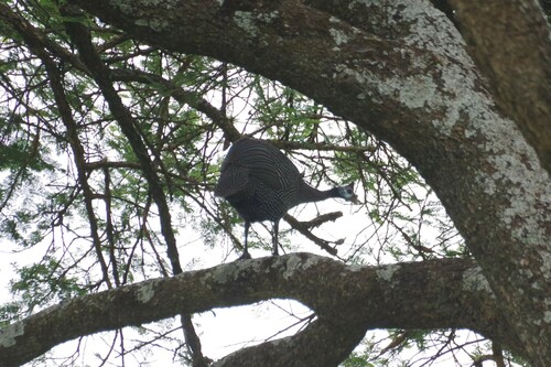 Helmeted Guineafowl