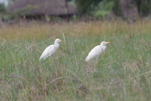 Western Cattle-Egret