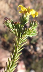 Senecio pinifolius