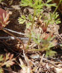 Ammoselinum