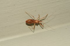 Rocconota annulicornis