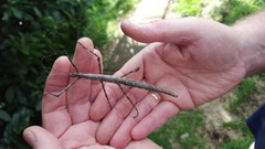 Acanthoxyla geisovii