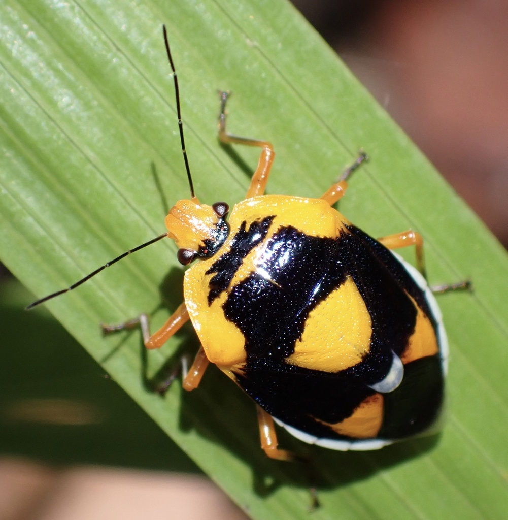 Amyotea reciproca