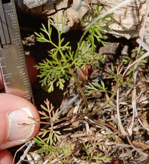 Ammoselinum