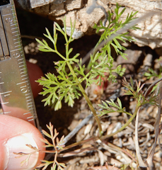 Ammoselinum