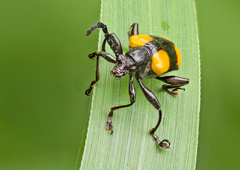 Lilioceris quadripustulata