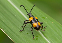 Lilioceris quadripustulata