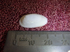 Tugali parmophoidea