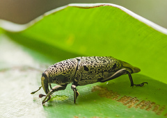 Sphenocorynes cinereus