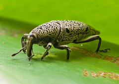 Sphenocorynes cinereus