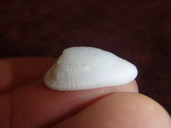 Tugali parmophoidea