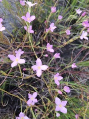 Lachnaea uniflora