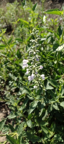 Image of Salvia pallida by (c) María Zeta, some rights reserved (CC BY)