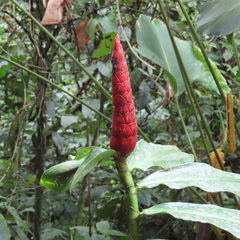 Costus woodsonii image