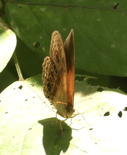 Mycalesis bazochii