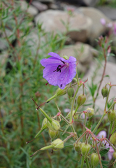 Oleg Kosterin, CC BY, iNaturalist via GBIF Geranium ruprechtii, photograph Oleg Kosterin, CC BY, iNaturalist via GBIF