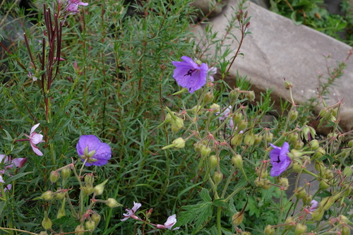 Geranium ruprechtii, photograph 3