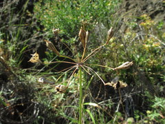 Triteleia clementina