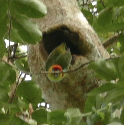 Large Fig Parrot (Cyclopsitta desmarestii), photo 6