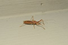 Rocconota annulicornis