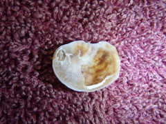 Bostrycapulus pritzkeri