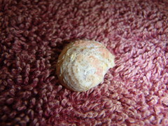 Bostrycapulus pritzkeri