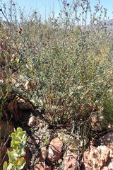 Podalyria burchellii