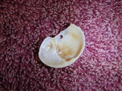 Bostrycapulus pritzkeri