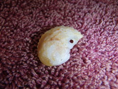 Bostrycapulus pritzkeri