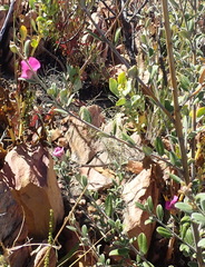 Podalyria burchellii