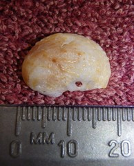 Bostrycapulus pritzkeri