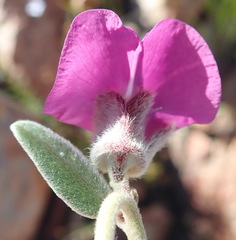 Podalyria burchellii