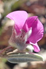 Podalyria burchellii