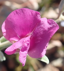 Podalyria burchellii