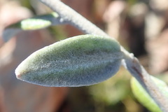 Podalyria burchellii