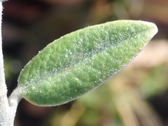 Podalyria burchellii