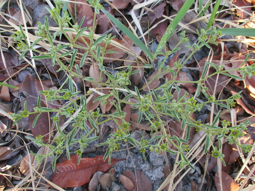 Raphionacme velutina